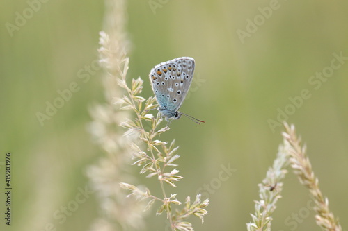 una farfalla appoggiata su dell'erba in estate