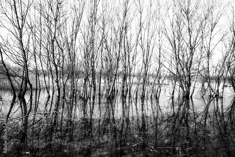 Obraz premium winter swamps one