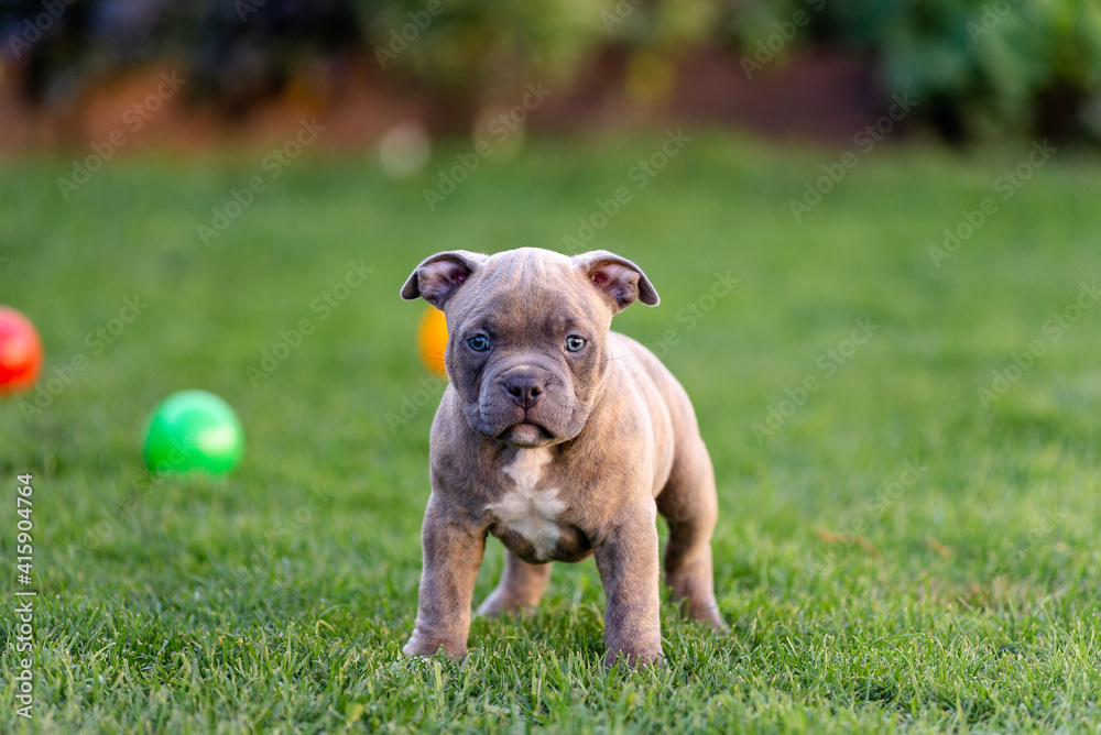 Little american bulli puppy walks on the grass in the park. Little american bulli puppy walks on the grass in the park.