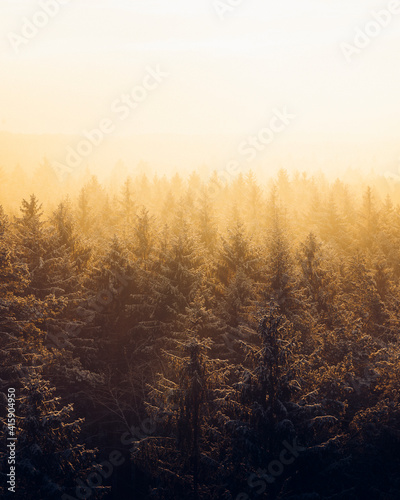 Sonnenaufgang im Wald während des Winters. 