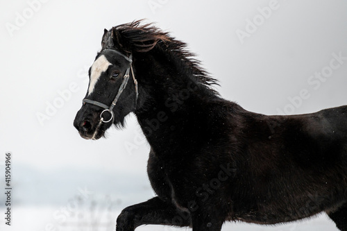 Beautiful stunning animal  horse stallion mare of welsh pony on snowy background. Running horse in snow.