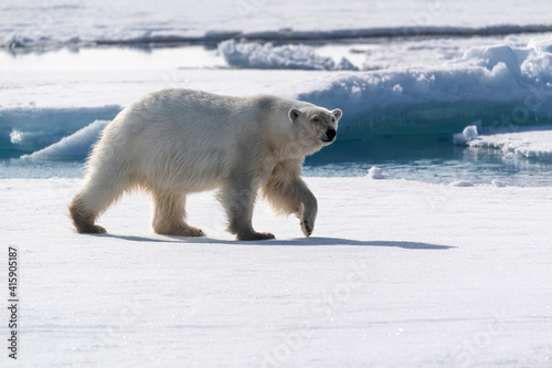 North of Svalbard, pack ice. A portrait of an walking polar bear on the pack ice.