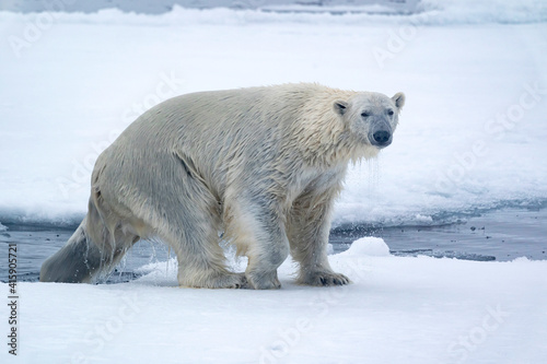Fotografie, Obraz North of Svalbard, pack ice. A polar bear emerges from the water.