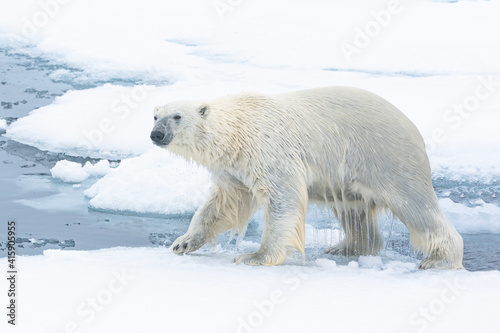 North of Svalbard, pack ice. A polar bear emerges from the water. © Danita Delimont