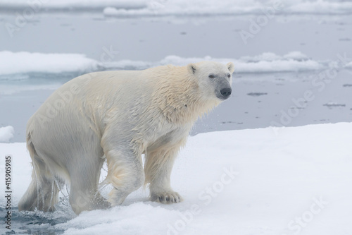 North of Svalbard, pack ice. A polar bear emerges from the water.