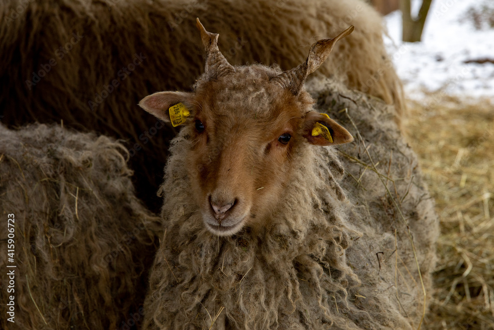 Cutest baby hortobágy racka sheep with twisted little spiral horns and long scraggy wool. Cutest baby hortobágy racka sheep with twisted little spiral horns and long scraggy wool.