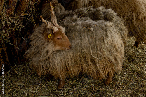 Young hortobágy racka sheep with scraggy wool and little twisted horns. photo