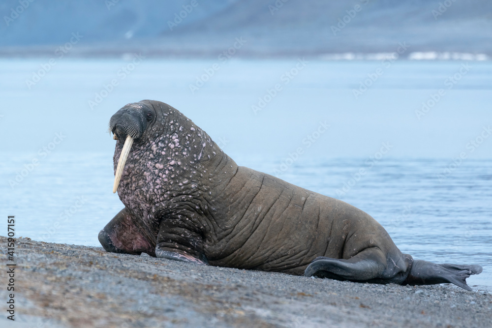 Fototapeta premium Svalbard, Spitsbergen, a one-tusked walrus hauls out onto the shore.