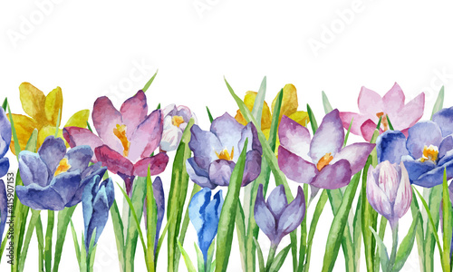 Vector spring seamless border with watercolor crocus or saffron on a white background.