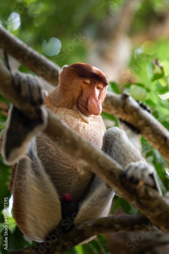A endangered proboscis monkey sleeping on a tree in the jungle of Borneo, Malaysia