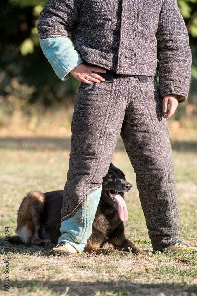 berger belge malinois garde au ferme en ring berger belge malinois garde au ferme en ring