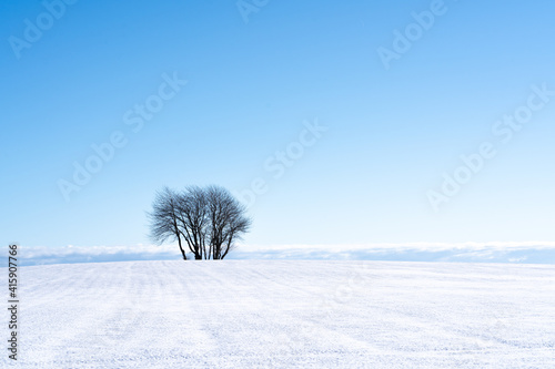 tree in snow