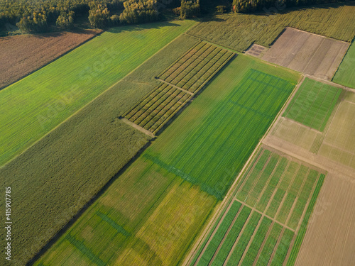 Fotografie, Tablou Corn maize and rapeseed trial fields. Trials plots.