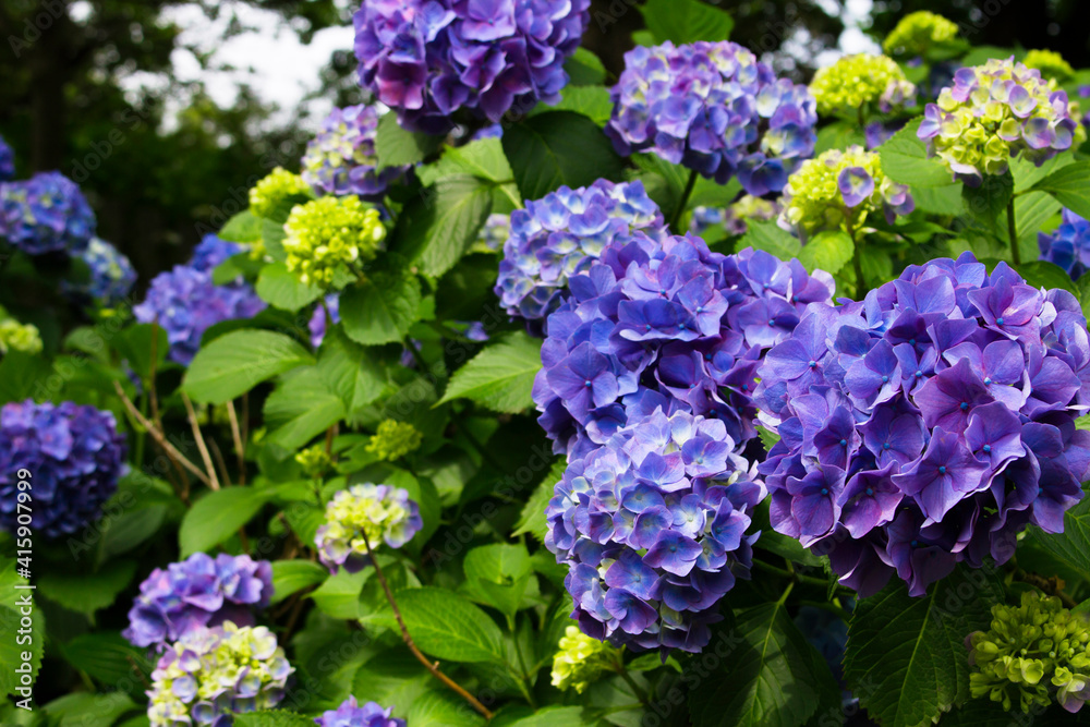 Hydrangea flowers blooming in the rainy season in Japan Hydrangea flowers blooming in the rainy season in Japan