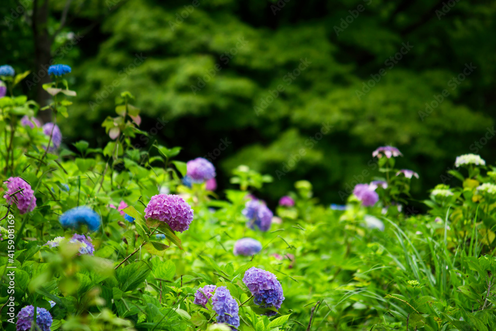 Hydrangea flowers blooming in the rainy season in Japan Hydrangea flowers blooming in the rainy season in Japan