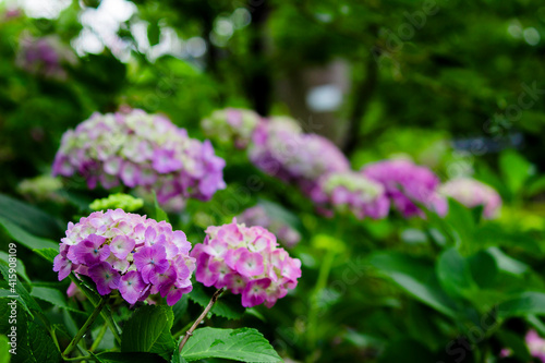 Hydrangea flowers blooming in the rainy season in Japan