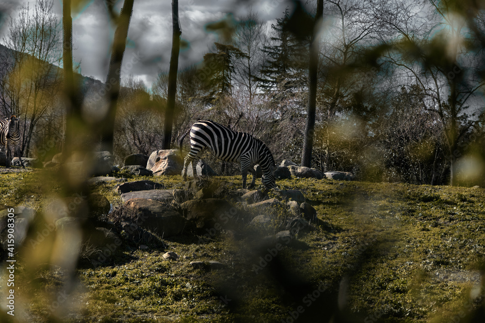 Zebra behind observing from two trees body. Black and white pattern zebra on green grass during feeding under a sunny day in a zoo park. Zebra behind observing from two trees body. Black and white pattern zebra on green grass during feeding under a sunny day in a zoo park.
