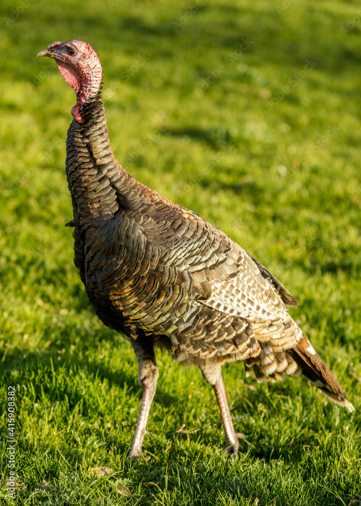 Wild Turkey Hen Grazing on Grass. Berkeley Marina, Alameda County, California, USA. Wild Turkey Hen Grazing on Grass. Berkeley Marina, Alameda County, California, USA.