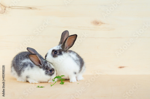 two little baby rabbit, bunny eating lettuce leaves and carrot. food for rodent, pet. happy easter concept. copy space, place for text