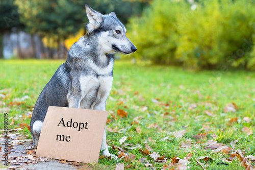 unhappy, sad, lost, abandoned, stray, homeless  dog with cardboard with inscription adopt me. pet adoption. Saarloos wolfdog is waiting for the owner. copy space, place for text photo