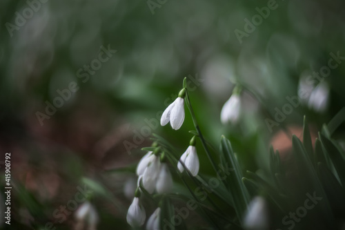 The flower of the snowdrop (Galanthus nivalis). White snowdrop close-up on blurry background with beautiful bokeh. In the garden snowdrops are in bloom in the spring.