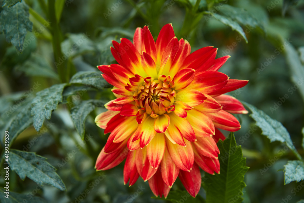 Close-up of dahlia in intense colors. Selective focus. Close-up of dahlia in intense colors. Selective focus.