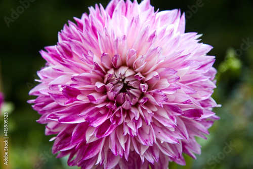 Close-up of dahlia in white and mauve. Selective focus.