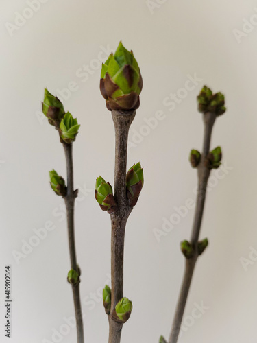 bud of a poppy