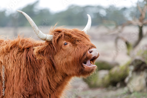 Portrait of a Scottish highlander or Highland cow cattle (Bos taurus taurus) grazing in field in Deelerwoud in the Netherlands.  photo