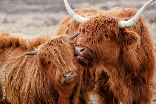 Scottish highlander or Highland cow cattle (Bos taurus taurus) mother showing affection to her calf in Deelerwoud in the Netherlands. 