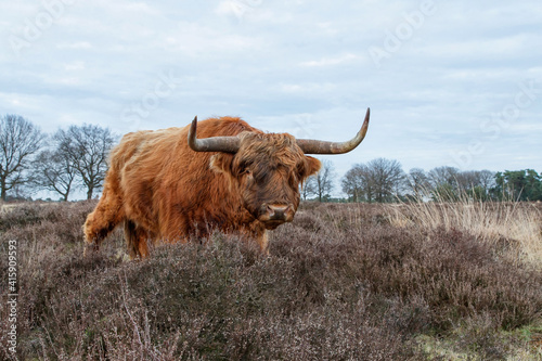 Scottish highlander or Highland cow cattle (Bos taurus taurus) grazing in a field in Deelerwoud in the Netherlands. 