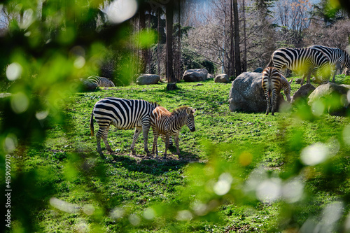 Groups of zebras on green grass together with huge mountain background in zoo.