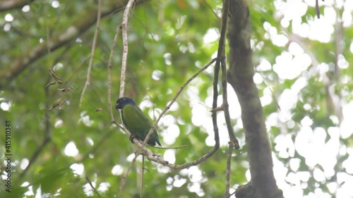 Parrot resting on tree branch in rainforest of Guyana 