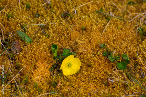 Norway. Svalbard. Bellsund. Varsolbukta. Camp Millar. Sulphur buttercup (Ranunculus sulphureus)