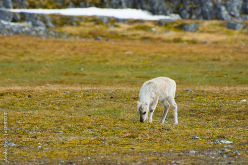 Norway. Svalbard. Bellsund. Varsolbukta. Camp Millar. Svalbard reindeer (Rangifer tarandus platyrhynchus) grazing.