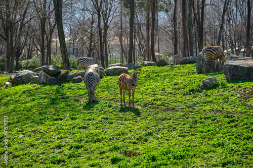 Groups of black and white zebra feeding green grass in zoo. Behind mountain