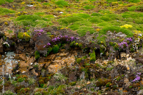 Norway. Svalbard. Krossfjord. Barnacle goose nesting in the soft moss. photo