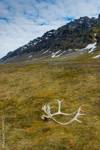 Norway. Svalbard. Bellsund. Varsolbukta. Camp Millar. Reindeer antler on the tundra.