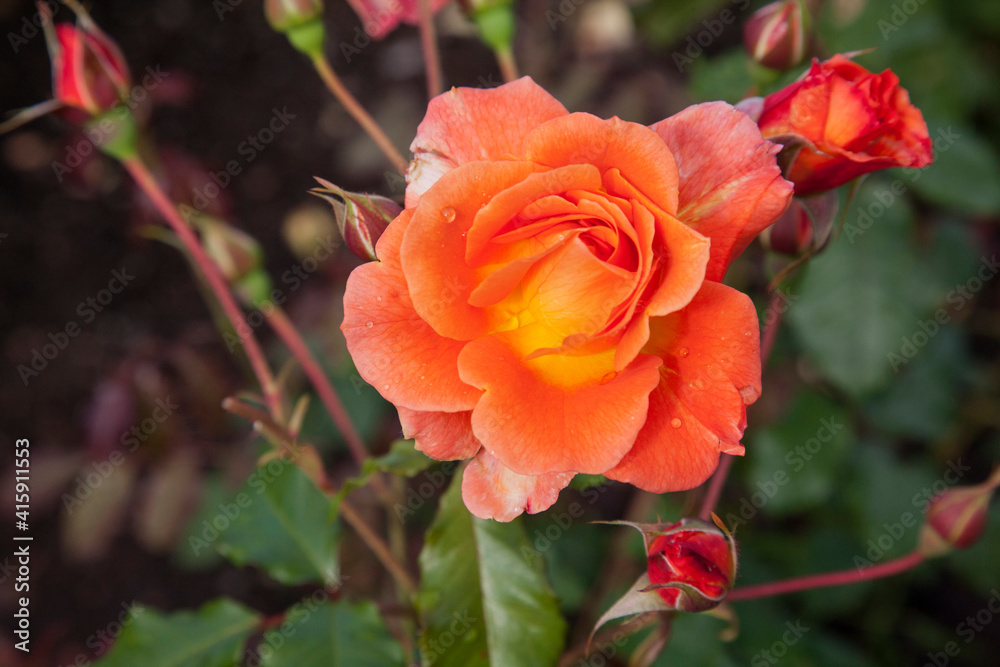 Φωτογραφία Orange rose after the rain, Vigeland Sculpture Park on the outskirts of Oslo
