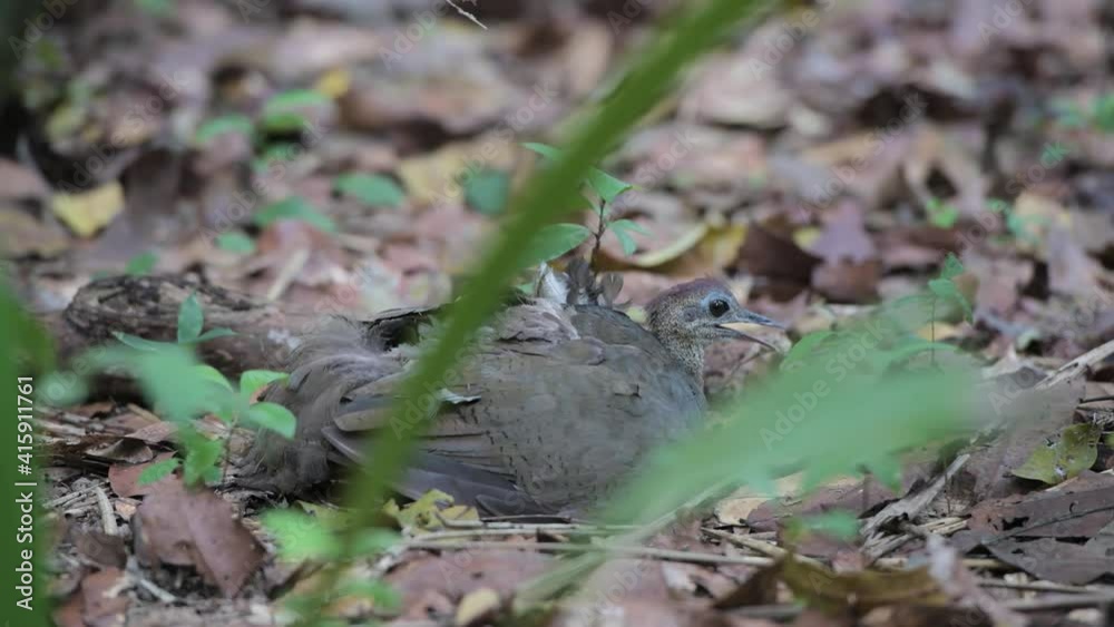 Bird sitting in thick rainforest in Guyana, South America Bird sitting in thick rainforest in Guyana, South America