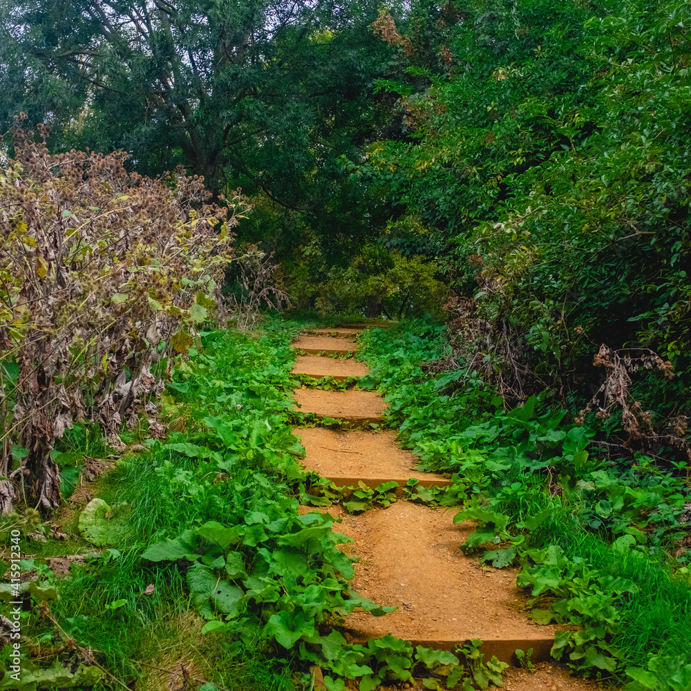 path in the garden