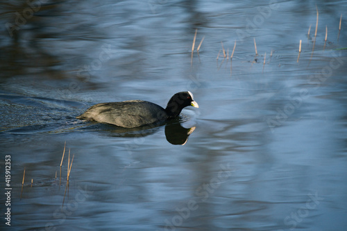 Troglodytes troglodytes
