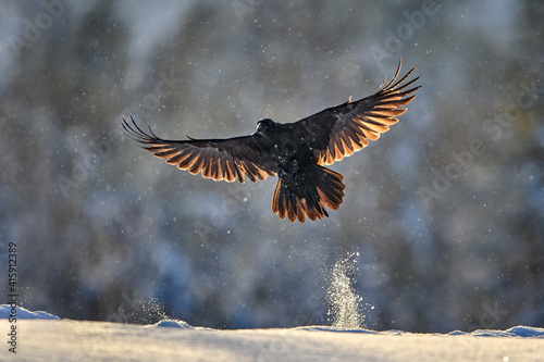 Common Raven fly in snow with beautiful back light in spread wings.