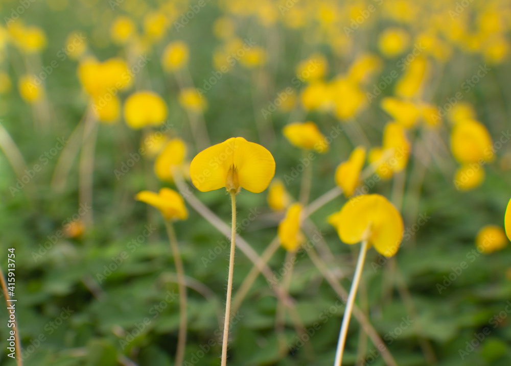  yellow flowers in texture of green grass