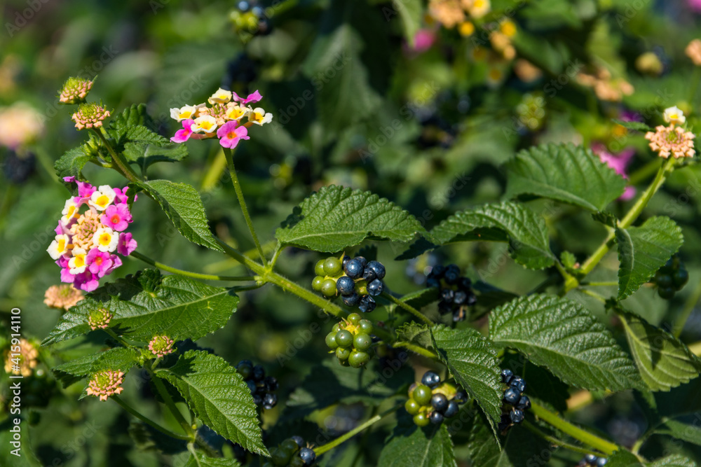 Beautiful flowers and fruits of Lantana camara (common lantana) plant Beautiful flowers and fruits of Lantana camara (common lantana) plant