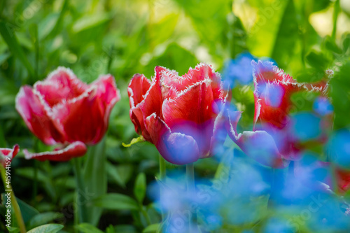 beautiful red, pink tulips with yellow veins in the flowerbed, blue flower, messengers of spring, sunny day, spring mood