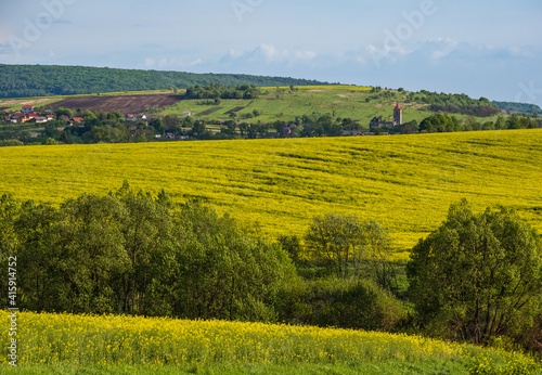 Spring countryside view with rapeseed yellow blooming fields  groves  hills. Ukraine  Lviv Region.