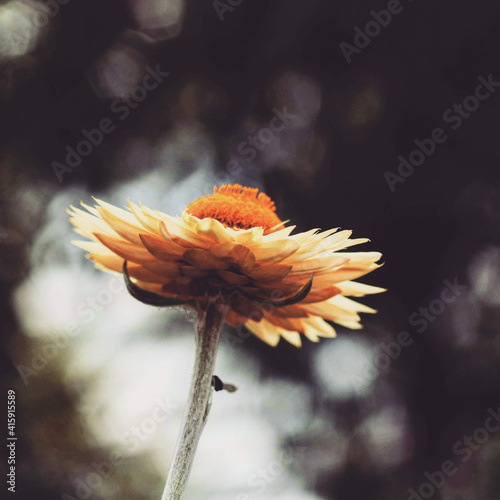 Closeup shot of a deliacate single orange flower in blossom with beautiful bokeh background photo