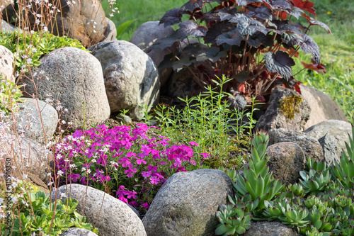 Various perennial plants in a small rockery in a summer garden photo