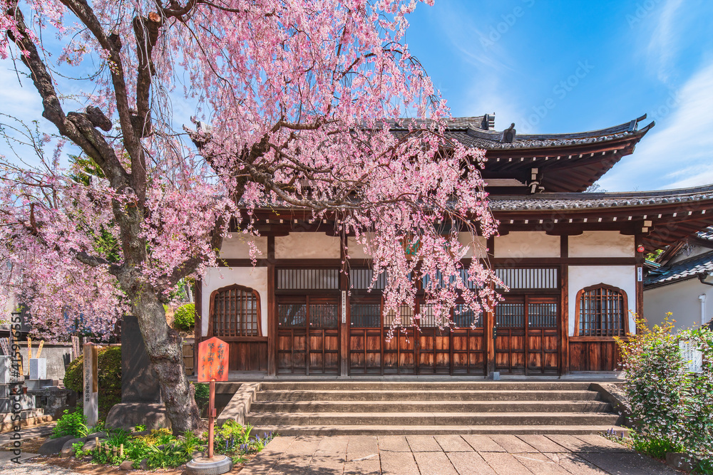 Pink weeping cherry tree in the Buddist zen Seiunzenji temple dedicated to one of the seven lucky gods Ebisu in front of the main hall adorned with Katomado windows.